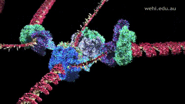 dna-rna-chromosomes-double-helix-rotating-animated-gif-14